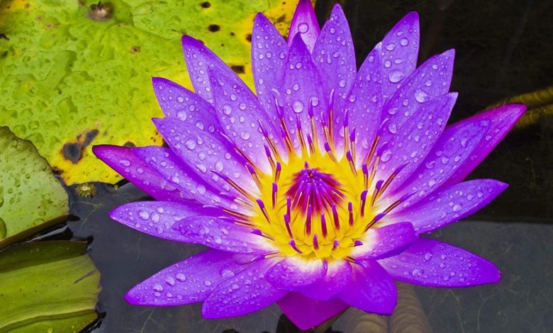 tropical night blooming water lilies. Top 10 Flowers that Bloom at Night - Garden 1