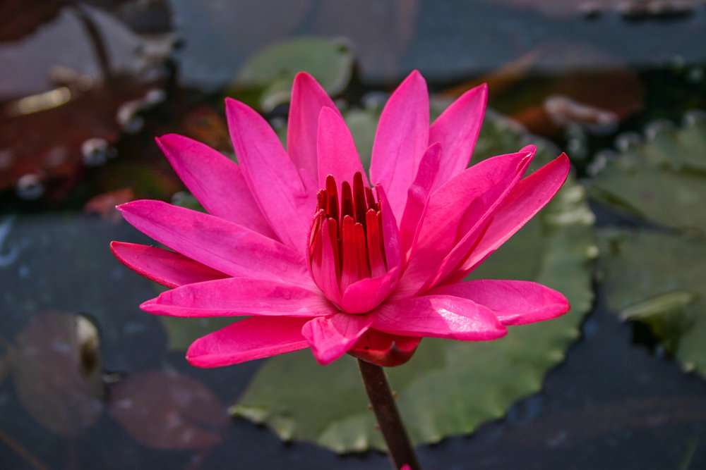 tropical-night-blooming-water-lilies Top 10 Flowers that Bloom at Night