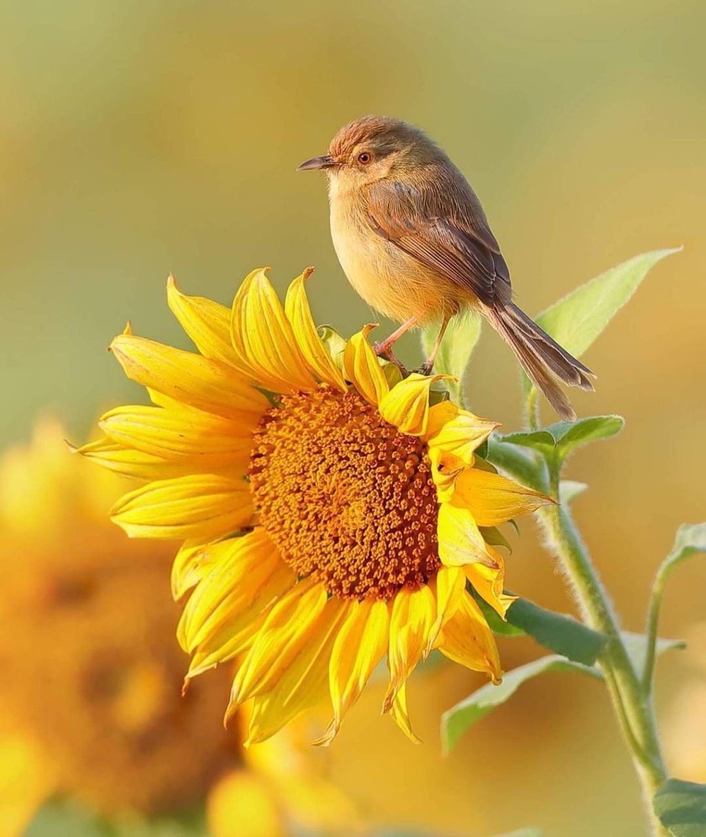 Best 30 Bright Colorful Flowers for Your Garden 67 Skyscrapers sunflower Best 30 Bright Colorful Flowers for Your Garden - 67