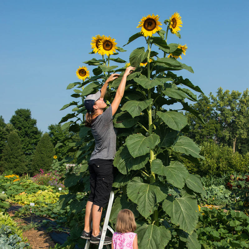 Skyscrapers-sunflowers. Best 30 Bright Colorful Flowers for Your Garden