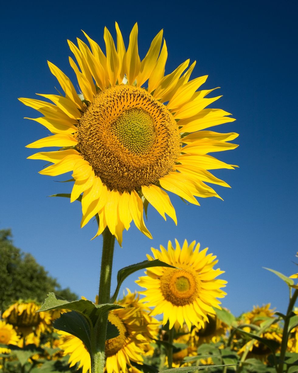Skyscrapers sunflowers Best 30 Bright Colorful Flowers for Your Garden - 65