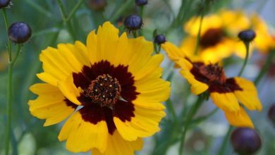 Best 30 Bright Colorful Flowers for Your Garden 1 Tickseed. Best 30 Bright Colorful Flowers for Your Garden - 1