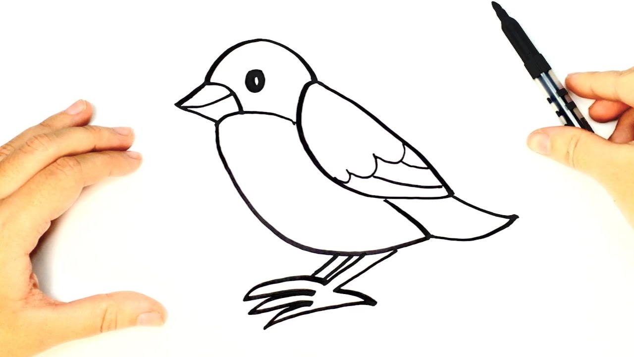 Bird Top 10 Easiest Things to Draw - 7