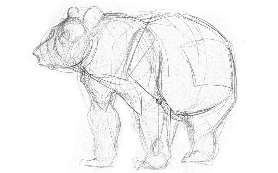 sketch 7 Tips to Draw Cute Animals