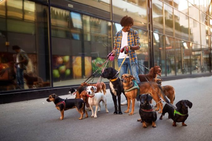 student jobs Dog Walker Most 7 Suitable Jobs for Students - 5