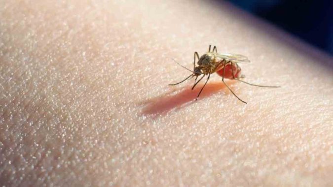 Are Allergies Passed from Parent to Child? 6 Insect related allergy Are Allergies Passed from Parent to Child? - 6