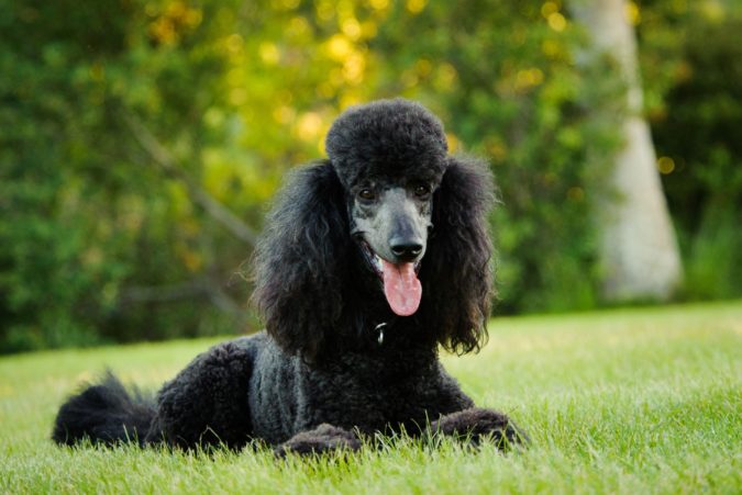 black poodle dog 8 Special Care Tips for Your Poodle - 3