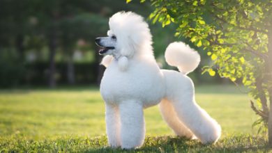 poddle dog 8 Special Care Tips for Your Poodle - 47 Rarest Dog Breeds