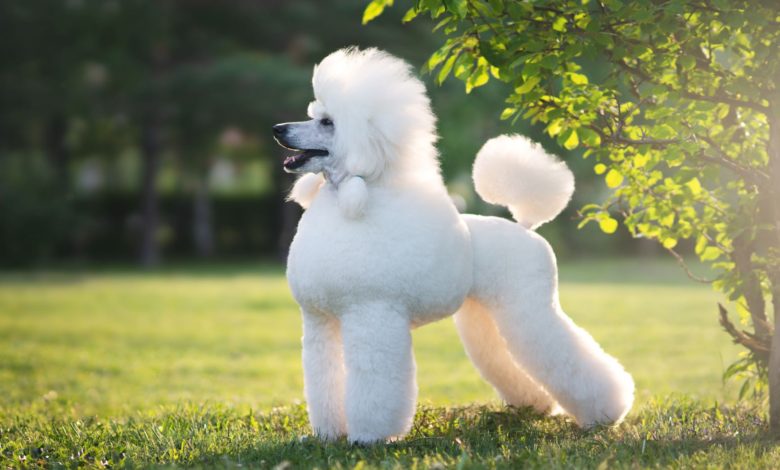 poddle dog 8 Special Care Tips for Your Poodle - Poodles 1