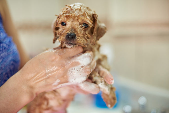 poddle-dog-bathing-675x451 8 Special Care Tips for Your Poodle