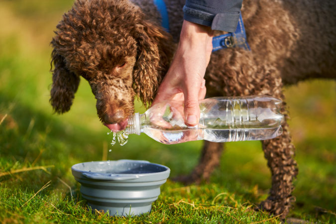 poddle-dog-drinking-675x450 8 Special Care Tips for Your Poodle