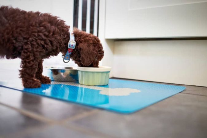 poddle dog eating 8 Special Care Tips for Your Poodle - 6