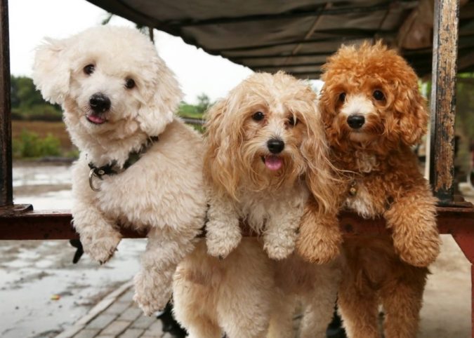 poddle dogs playing 8 Special Care Tips for Your Poodle - 9