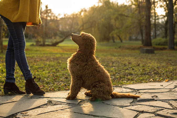 training poddle dog 8 Special Care Tips for Your Poodle - 7