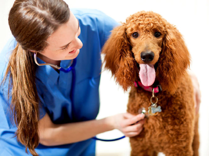 vet-checking-poddle-dog-675x506 8 Special Care Tips for Your Poodle