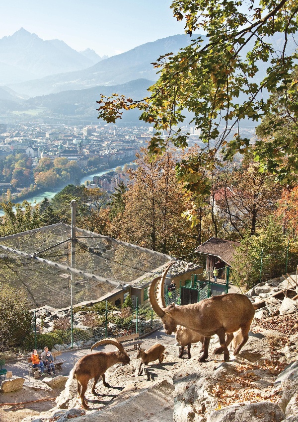 Top 10 Unforgettable Innsbruck Attractions to Visit in Summer 18 Alpenzoo innsbruck 3 Top 10 Unforgettable Innsbruck Attractions to Visit in Summer - 18