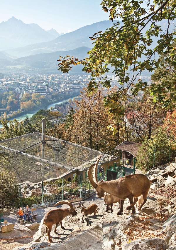 Alpenzoo-innsbruck-3 Top 10 Unforgettable Innsbruck Attractions to Visit in Summer
