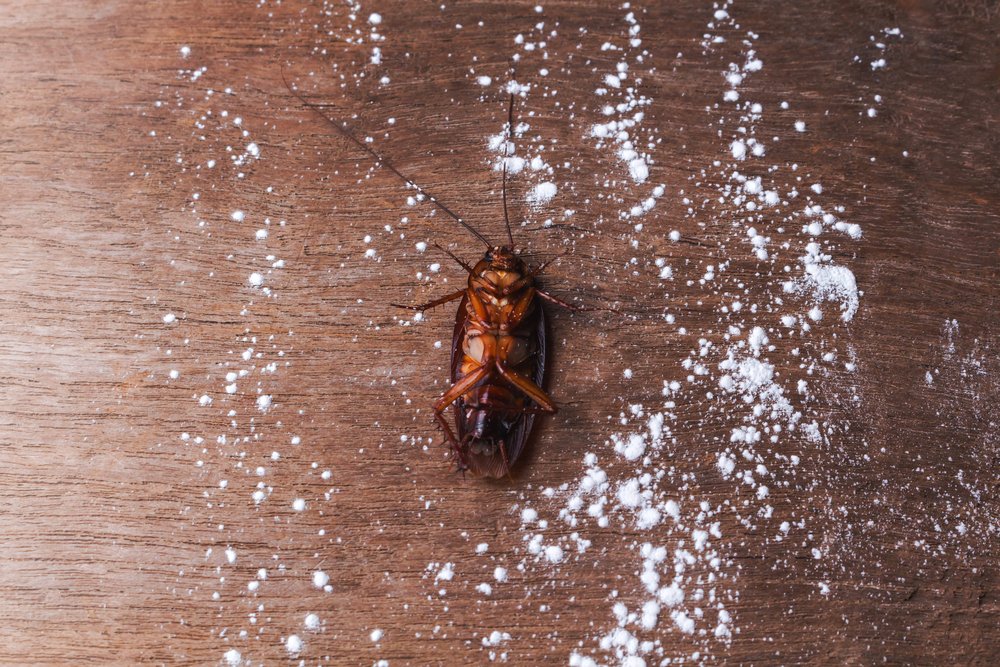 Get-rid-of-cockroaches-by-using-borax 10 DIY Hacks to Get Rid of Pests in Your Garden Shed