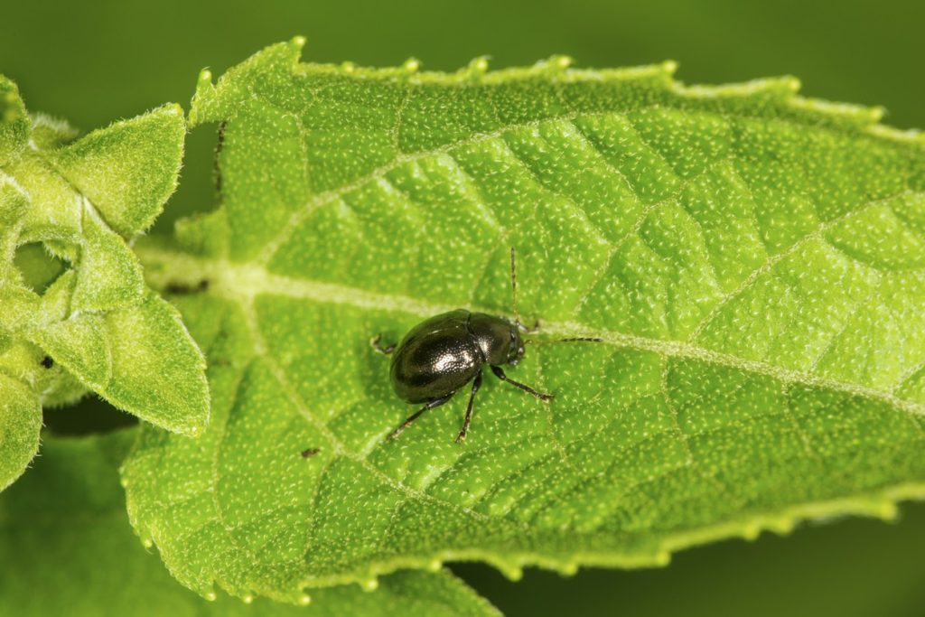 10 DIY Hacks to Get Rid of Pests in Your Garden Shed 7 bug 10 DIY Hacks to Get Rid of Pests in Your Garden Shed - 7