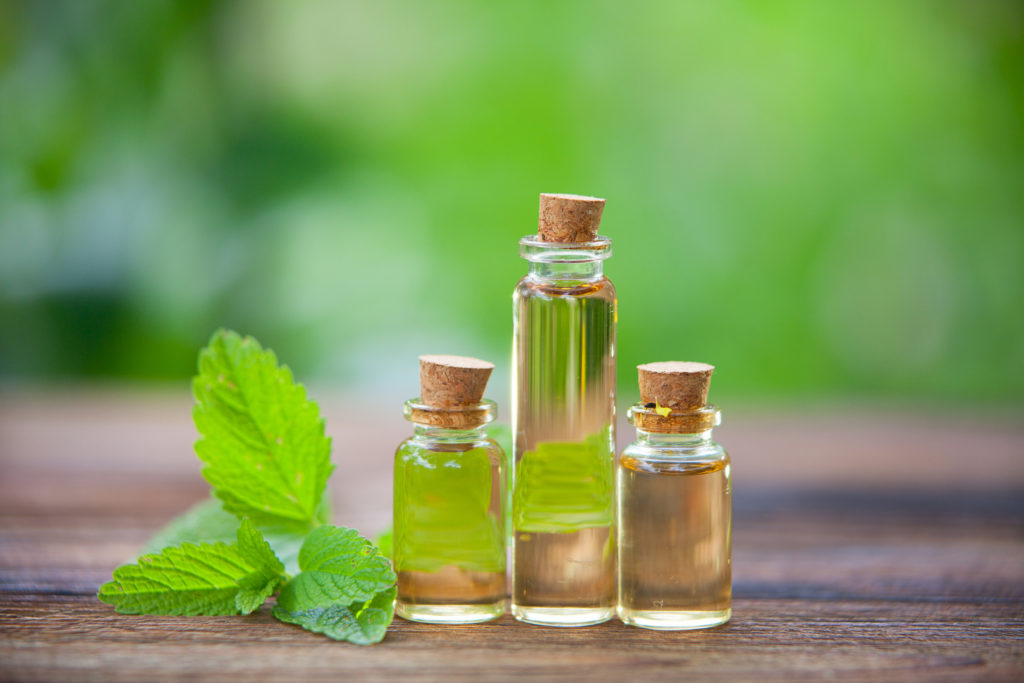 10 DIY Hacks to Get Rid of Pests in Your Garden Shed 14 catnip oil 10 DIY Hacks to Get Rid of Pests in Your Garden Shed - 14