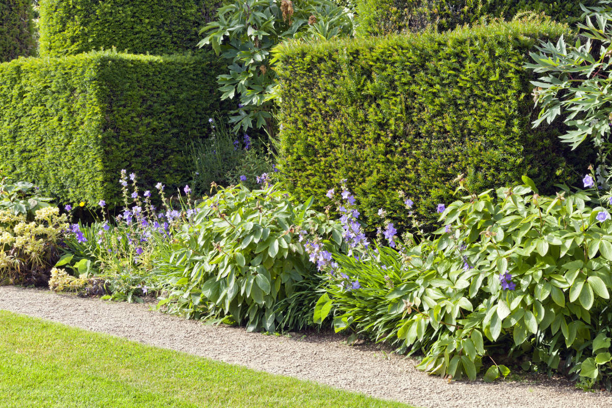 hedges fences or boundary walls 100+ Surprising Garden Design Ideas You Should Not Miss - 44 Garden Design Ideas