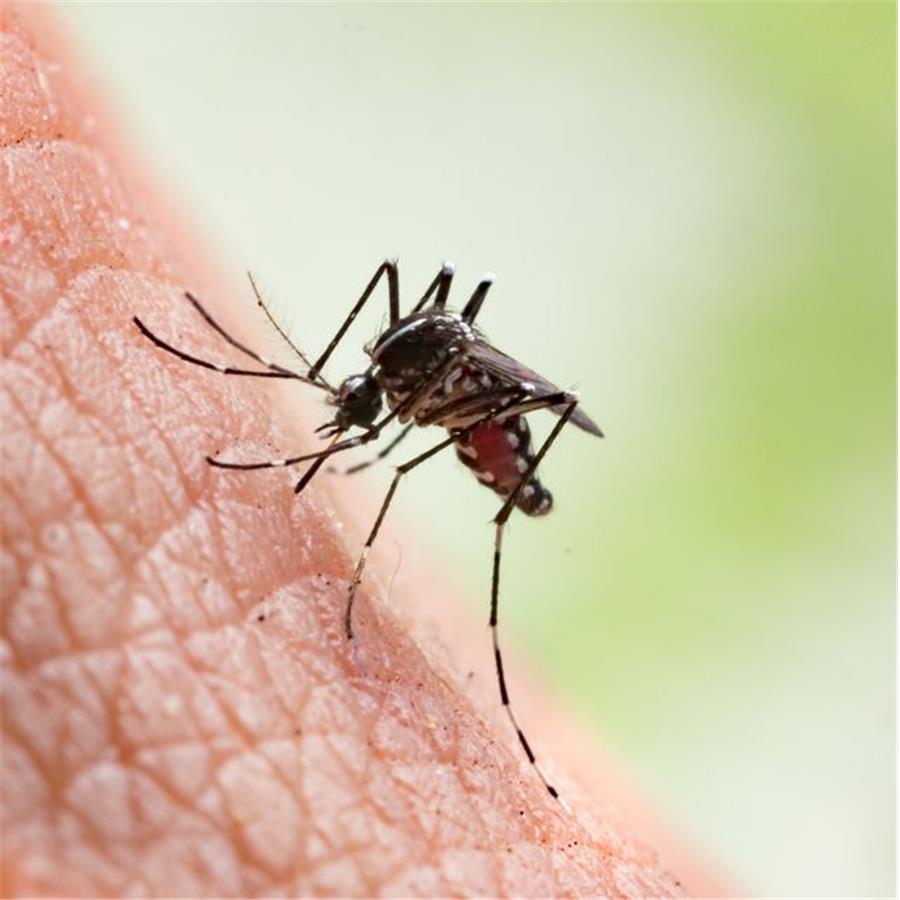 10 DIY Hacks to Get Rid of Pests in Your Garden Shed 15 insect 10 DIY Hacks to Get Rid of Pests in Your Garden Shed - 15