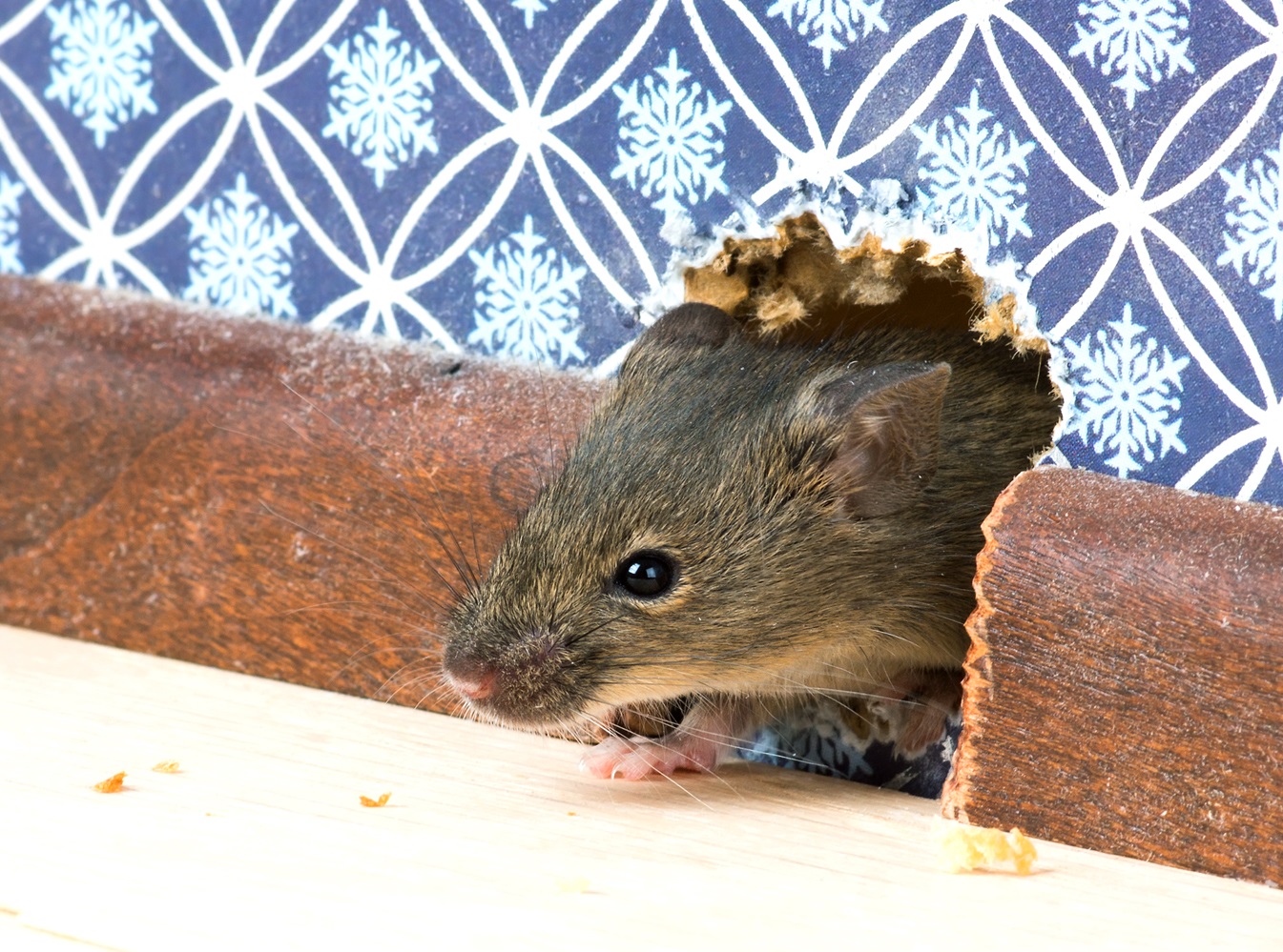 10 DIY Hacks to Get Rid of Pests in Your Garden Shed 4 pests 1 10 DIY Hacks to Get Rid of Pests in Your Garden Shed - 4