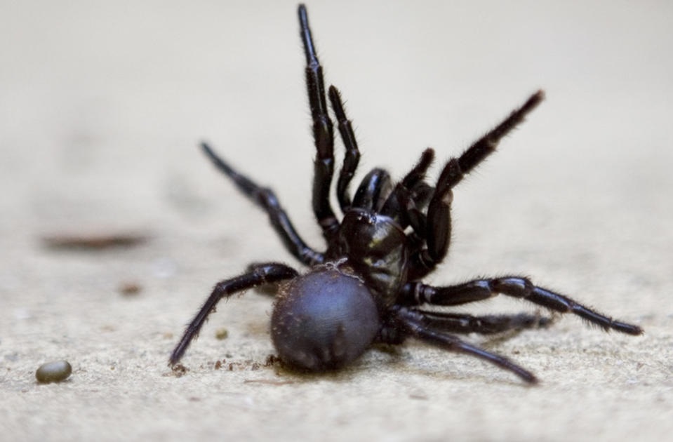 spider. 1 10 DIY Hacks to Get Rid of Pests in Your Garden Shed - 11