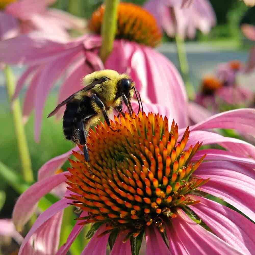 100+ Surprising Garden Design Ideas You Should Not Miss 40 bee 100+ Surprising Garden Design Ideas You Should Not Miss - 40 Garden Design Ideas