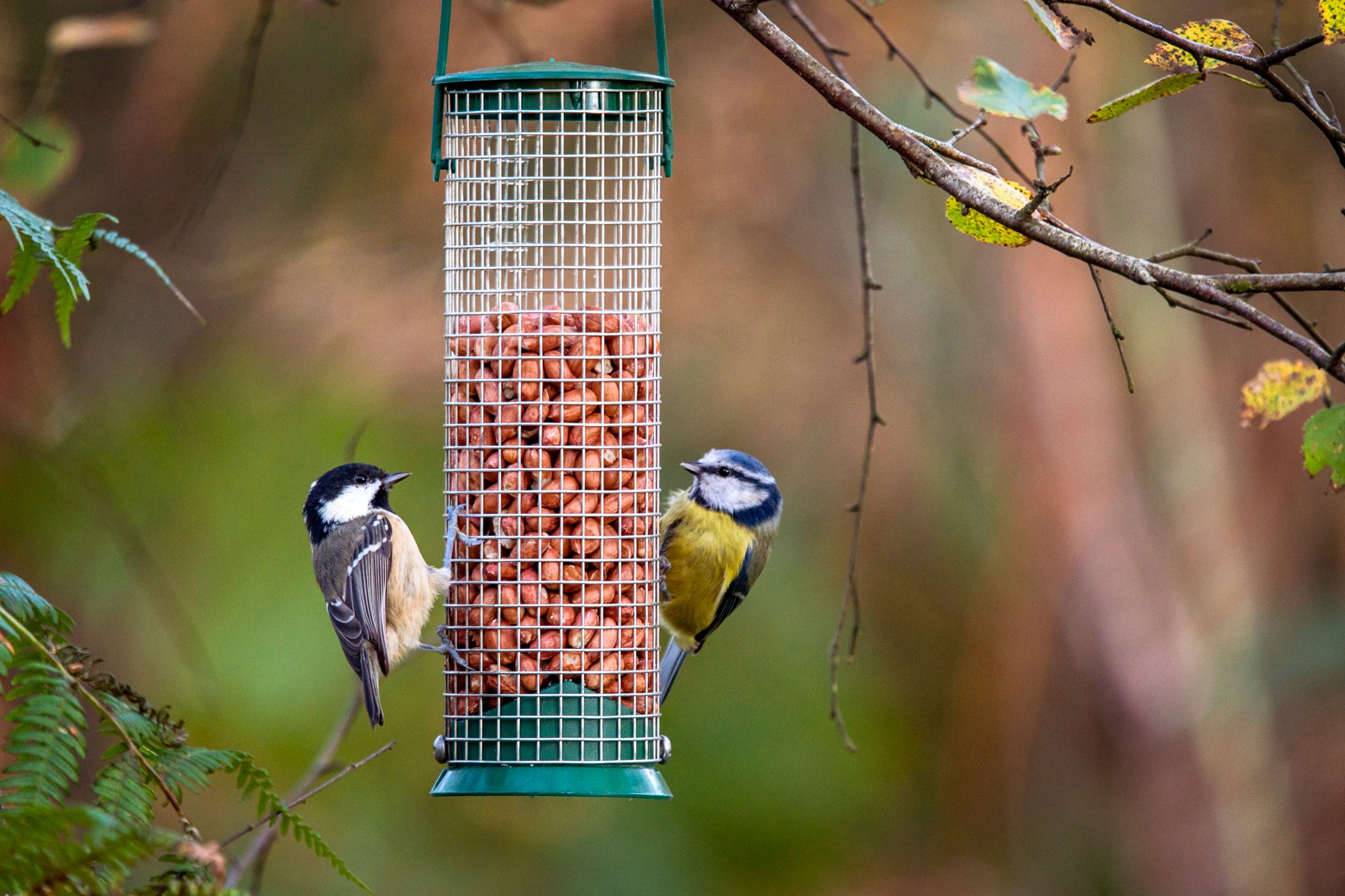 100+ Surprising Garden Design Ideas You Should Not Miss 42 hang bird feeders on fences. 100+ Surprising Garden Design Ideas You Should Not Miss - 42 Garden Design Ideas