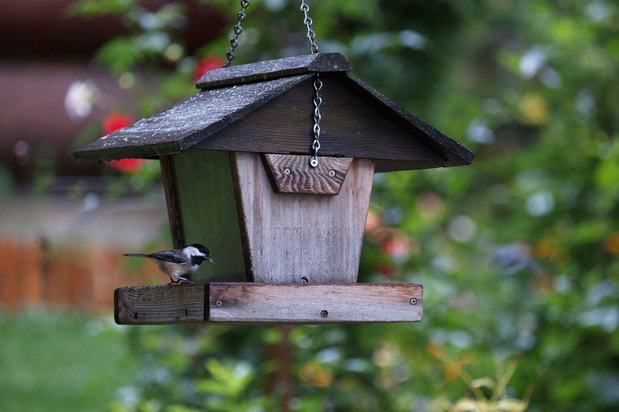 100+ Surprising Garden Design Ideas You Should Not Miss 41 hang bird feeders on fences 100+ Surprising Garden Design Ideas You Should Not Miss - 41 Garden Design Ideas
