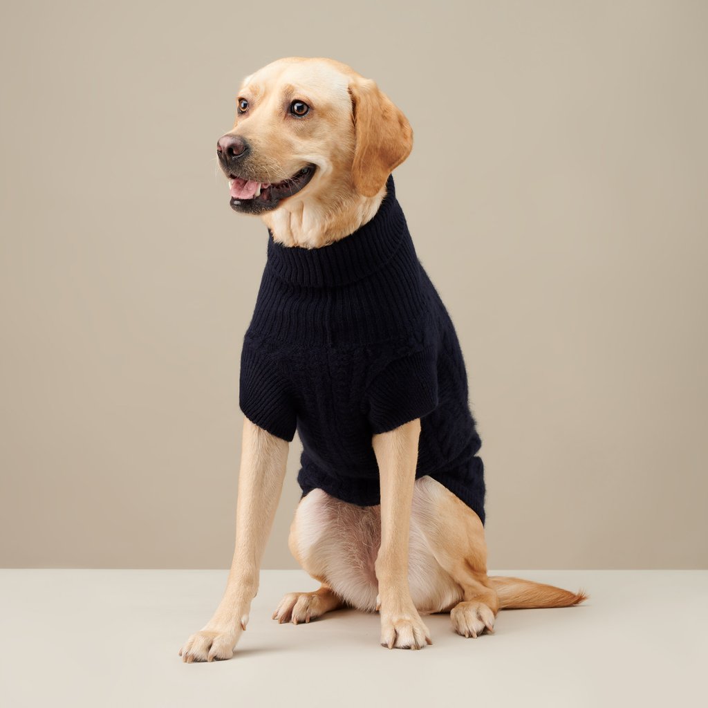 A-turtleneck. 10 Unique Luxury Gifts for Dogs That Amaze Everyone