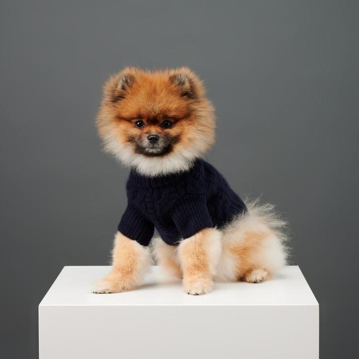 A-turtleneck 10 Unique Luxury Gifts for Dogs That Amaze Everyone