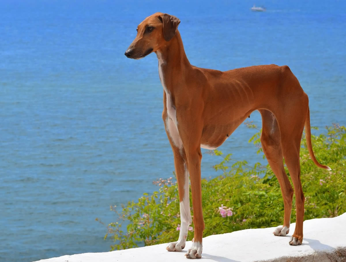 Top 10 Rarest Dog Breeds on Earth That Are Unique 9 Azawakh. Top 10 Rarest Dog Breeds on Earth That Are Unique - 9 Rarest Dog Breeds