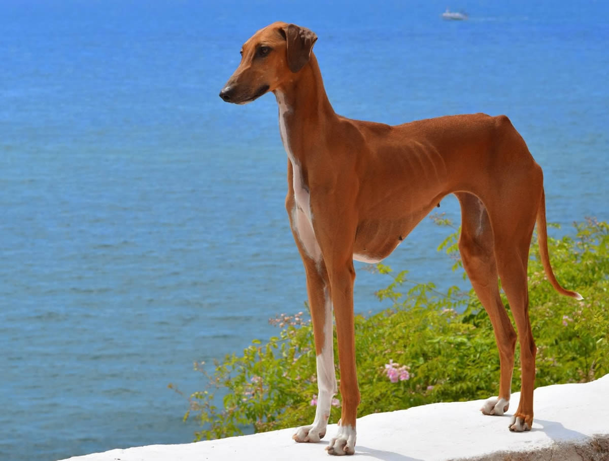 Azawakh. Top 10 Rarest Dog Breed on Earth That Are Unique