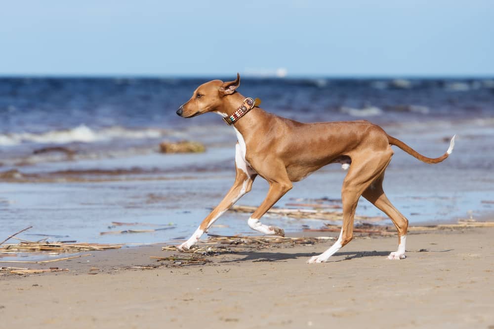 Top 10 Rarest Dog Breeds on Earth That Are Unique 10 Azawakh Top 10 Rarest Dog Breeds on Earth That Are Unique - 10 Rarest Dog Breeds