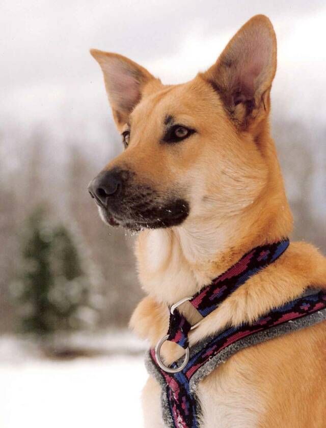 Top 10 Rarest Dog Breeds on Earth That Are Unique 17 Chinook 3 Top 10 Rarest Dog Breeds on Earth That Are Unique - 17 Rarest Dog Breeds