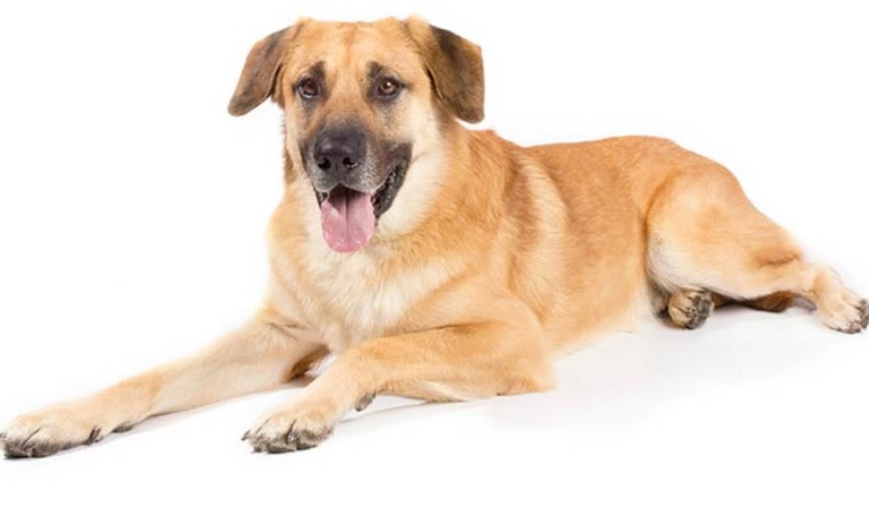 Top 10 Rarest Dog Breeds on Earth That Are Unique 18 Chinook 4 Top 10 Rarest Dog Breeds on Earth That Are Unique - 18 Rarest Dog Breeds