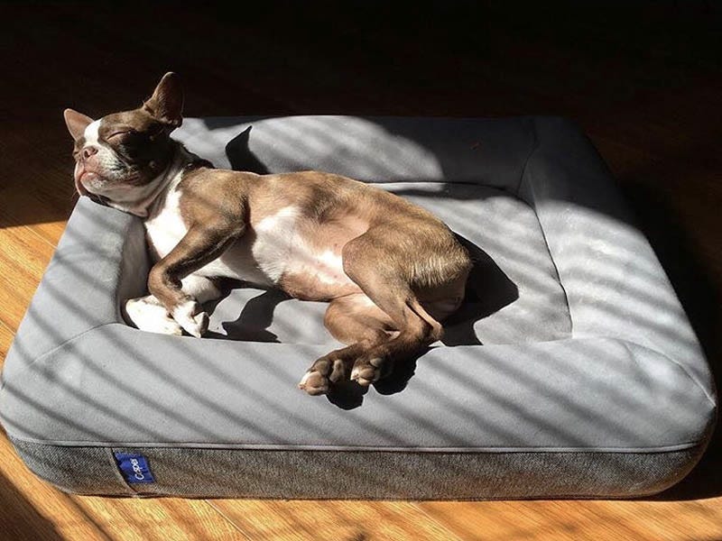 Dog mattress 10 Unique Luxury Gifts for Dogs That Amaze Everyone - 1