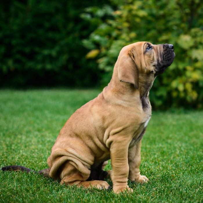 Fila Brasileiro. Top 10 Rarest Dog Breeds on Earth That Are Unique - 2 Rarest Dog Breeds
