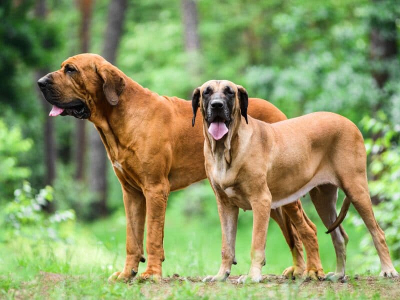 Fila Brasileiro Top 10 Rarest Dog Breeds on Earth That Are Unique - 1 Rarest Dog Breeds