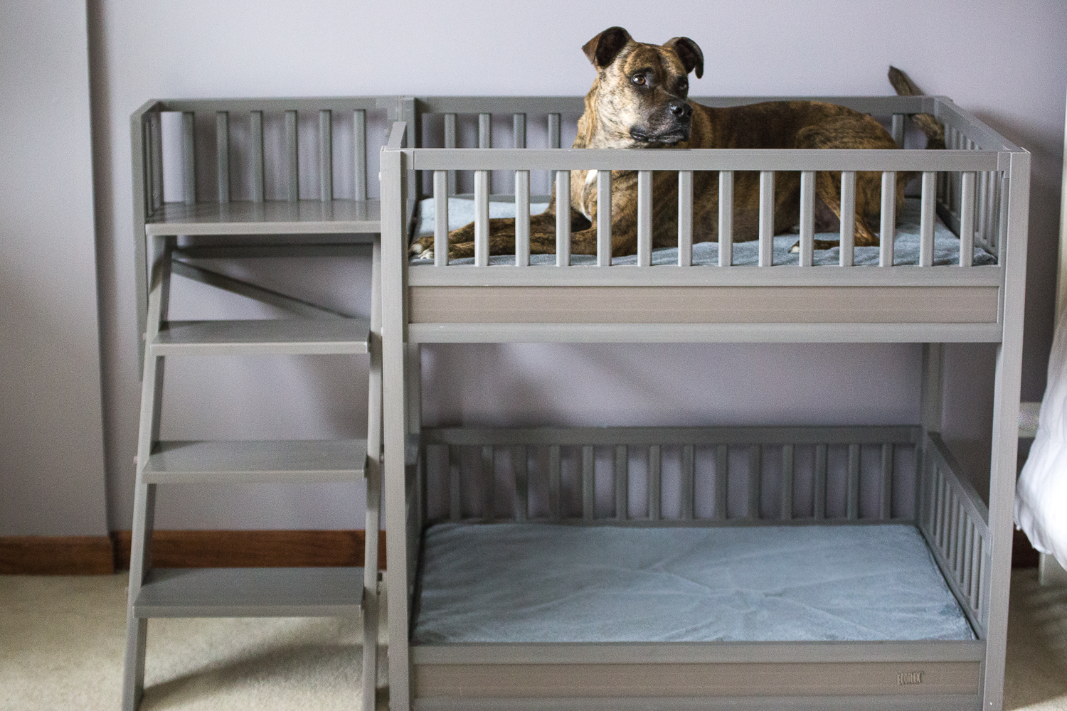 Ladder bed. +80 Adorable Dog Bed Designs That Will Surprise You - 30