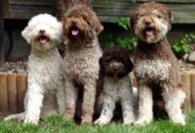 Lagotto Romagnolo Top 10 Rarest Dog Breeds on Earth That Are Unique - 8 dog breeds
