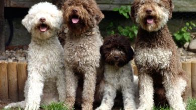 Lagotto Romagnolo Top 10 Rarest Dog Breeds on Earth That Are Unique - 1 Rarest Dog Breeds