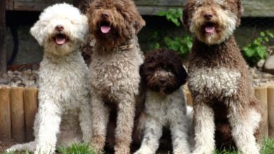 Lagotto Romagnolo Top 10 Rarest Dog Breeds on Earth That Are Unique - 24
