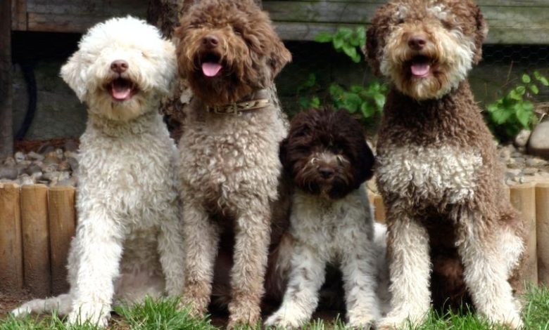 Lagotto Romagnolo Top 10 Rarest Dog Breeds on Earth That Are Unique - unique dog breeds 1
