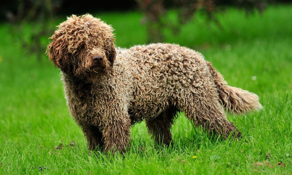 Lagotto-Romagnolo. Top 10 Rarest Dog Breed on Earth That Are Unique