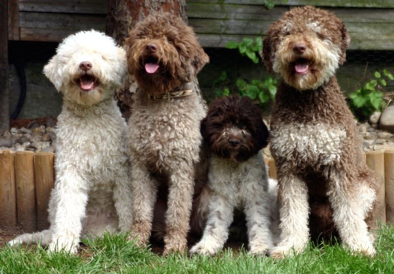 Lagotto Romagnolo Top 10 Rarest Dog Breeds on Earth That Are Unique - 16 Rarest Dog Breeds