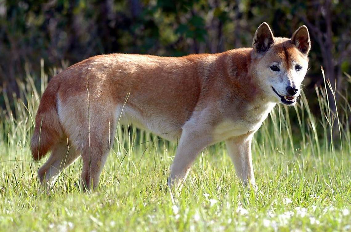 New-Guinea-singing-dog. Top 10 Rarest Dog Breed on Earth That Are Unique