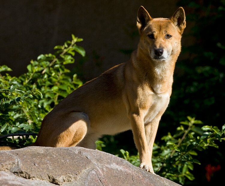 Top 10 Rarest Dog Breeds on Earth That Are Unique 11 New Guinea singing dog Top 10 Rarest Dog Breeds on Earth That Are Unique - 11 Rarest Dog Breeds